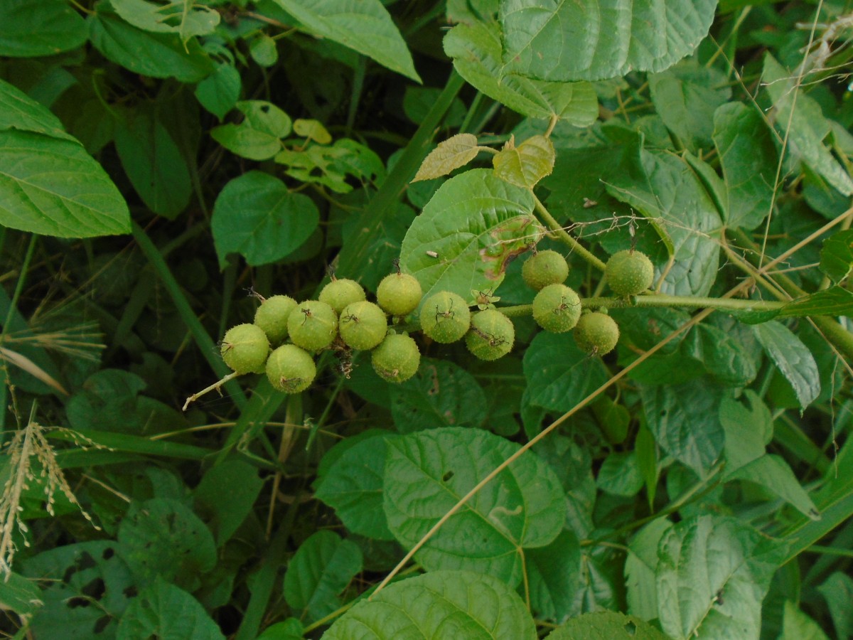 Croton caudatus Geiseler